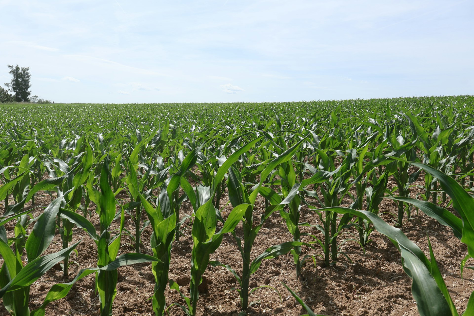 A corn field is growing under a bright sky.